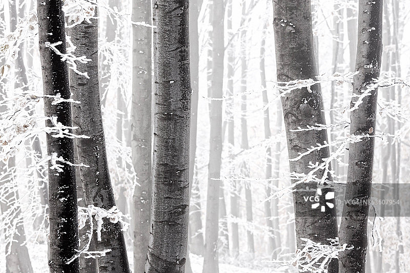 保加利亚巴尔干山脉 - 2010年10月：斯利文巴尔干的冰冻森林图片素材