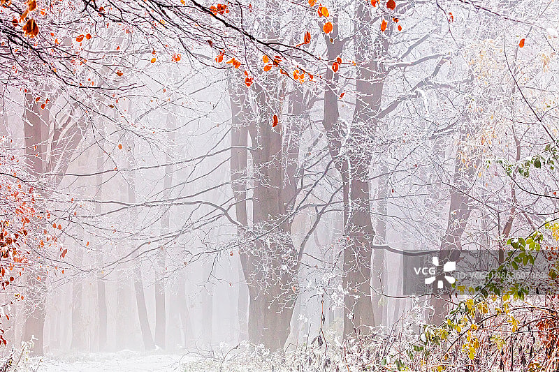 保加利亚巴尔干山脉 - 2010年10月：斯利文巴尔干的冰冻森林图片素材