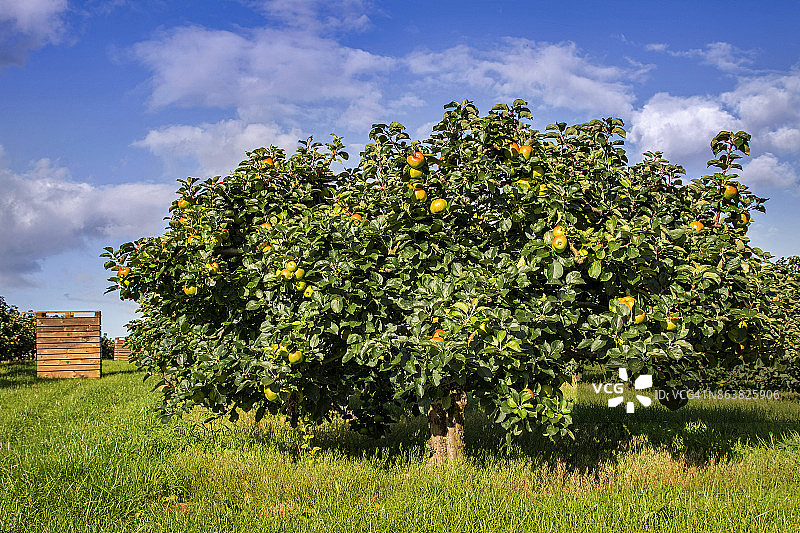 布拉姆利苹果收获季图片素材