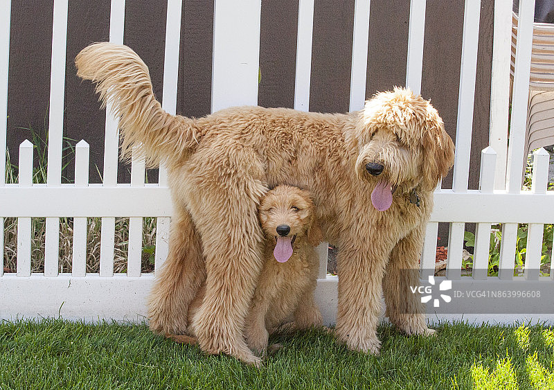 站在较大的狗下面的小金毛寻回犬图片素材