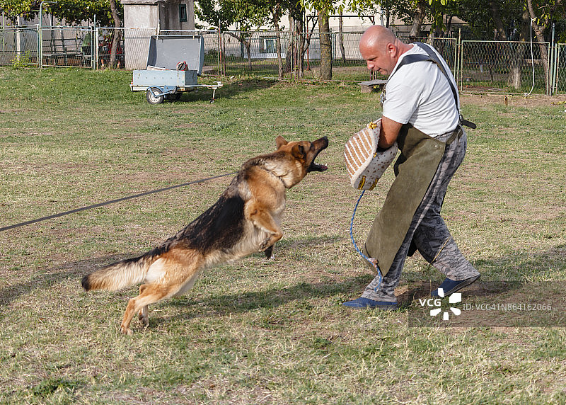 警犬防御攻击训练图片素材
