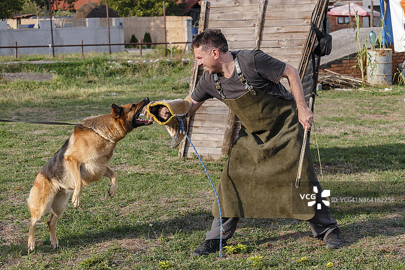 警犬防御攻击训练图片素材