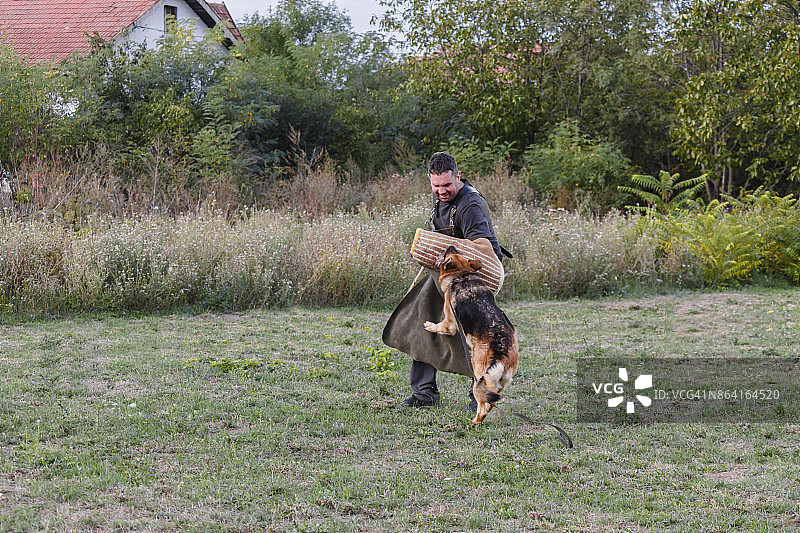 警犬防御攻击训练图片素材