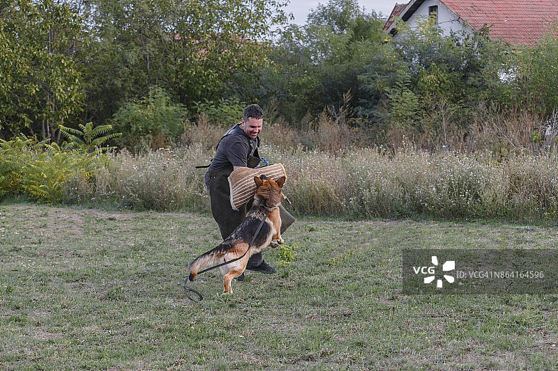 警犬防御攻击训练图片素材