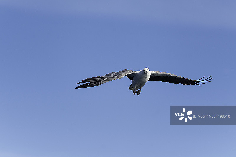 白腹海雕准备俯冲捕食，拍摄于南澳大利亚海王星群岛北部海岸线图片素材
