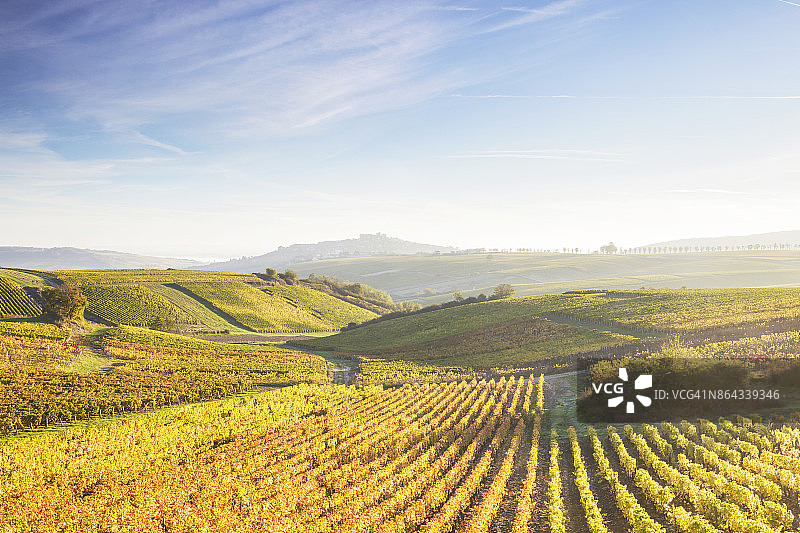 秋季法国卢瓦尔河谷桑塞尔的葡萄园图片素材