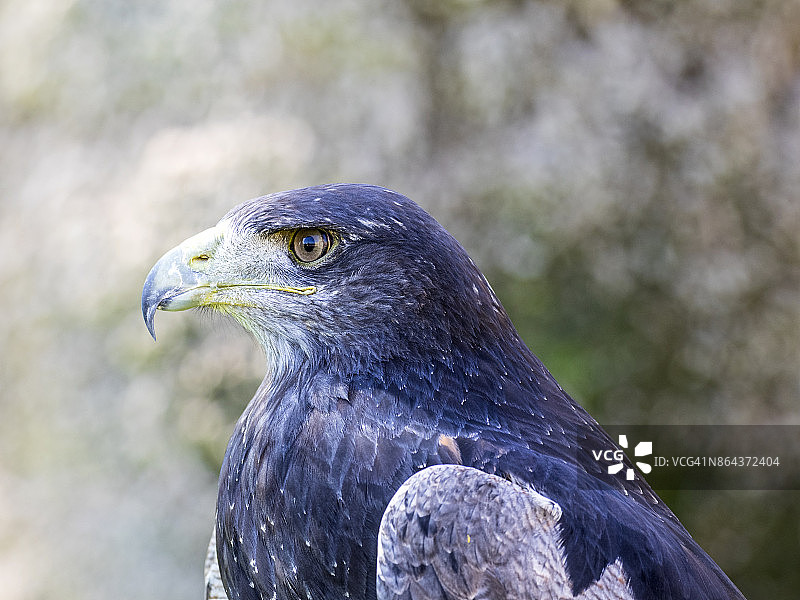 法国比利牛斯山脉的黑胸猛雕头部特写图片素材