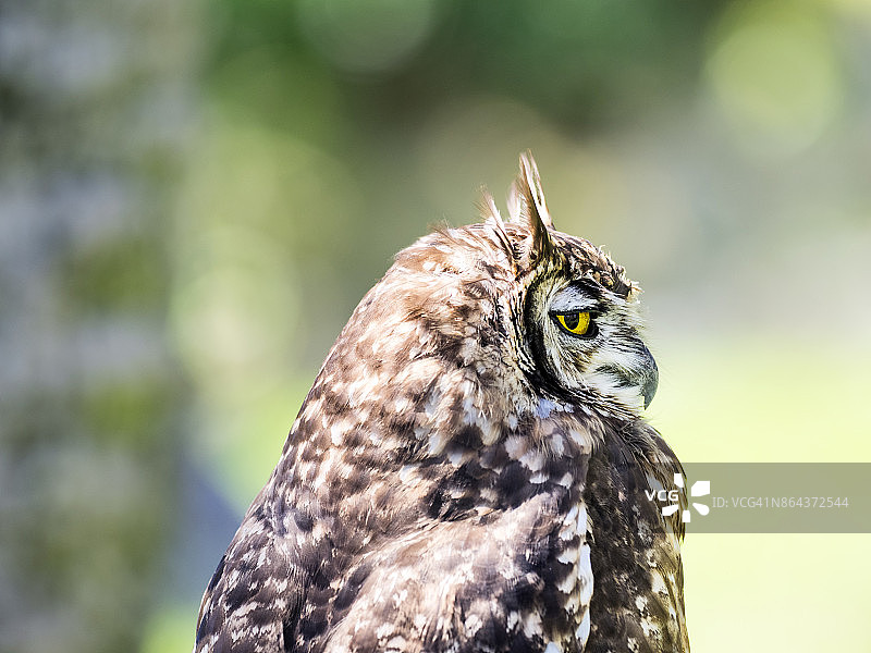 岩鹰鸮 (Bubo bengalensis)，比利牛斯山脉，法国图片素材