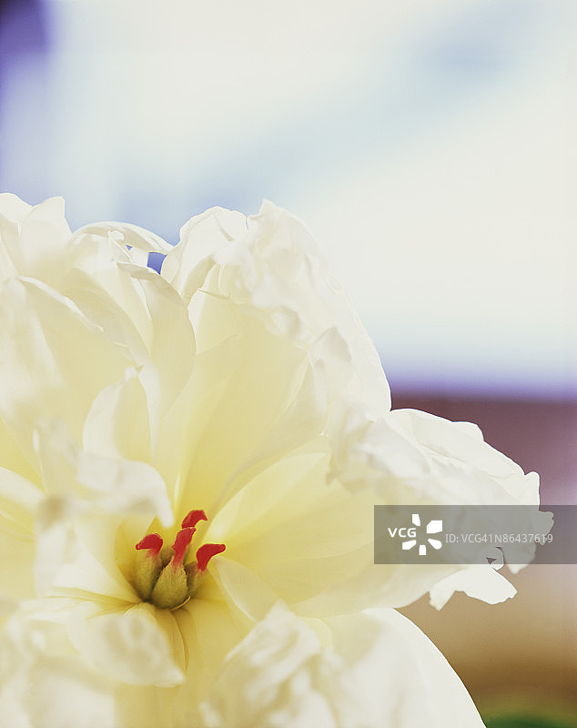 白色牡丹图片素材