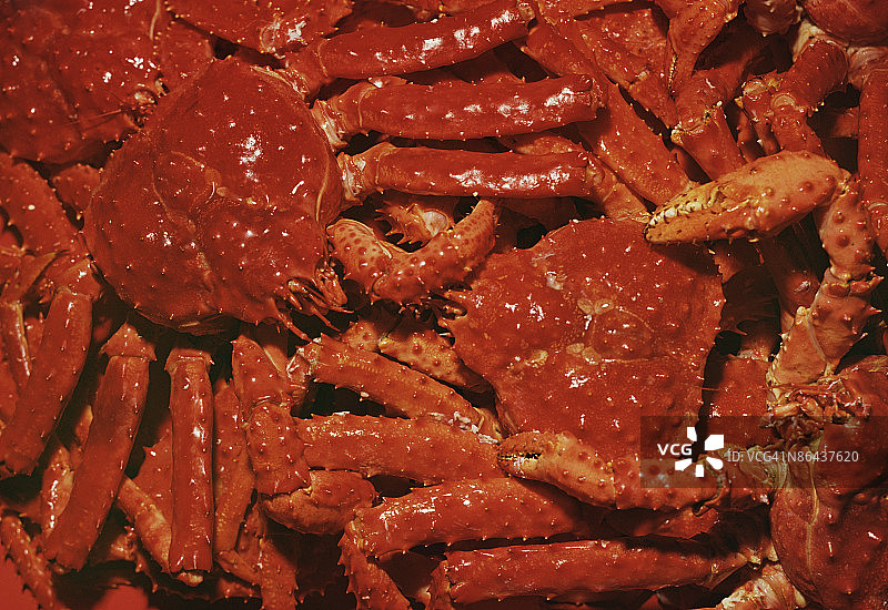 帝王蟹背景图片素材