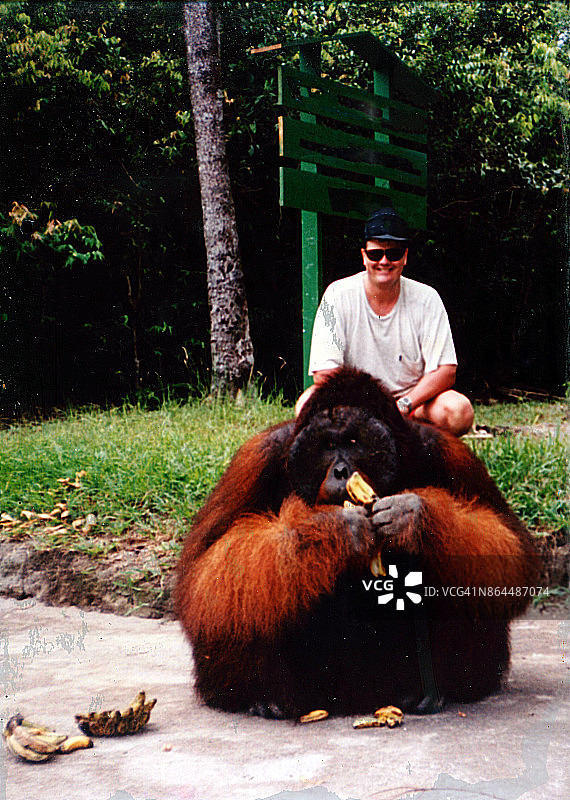 婆罗洲猩猩图片素材