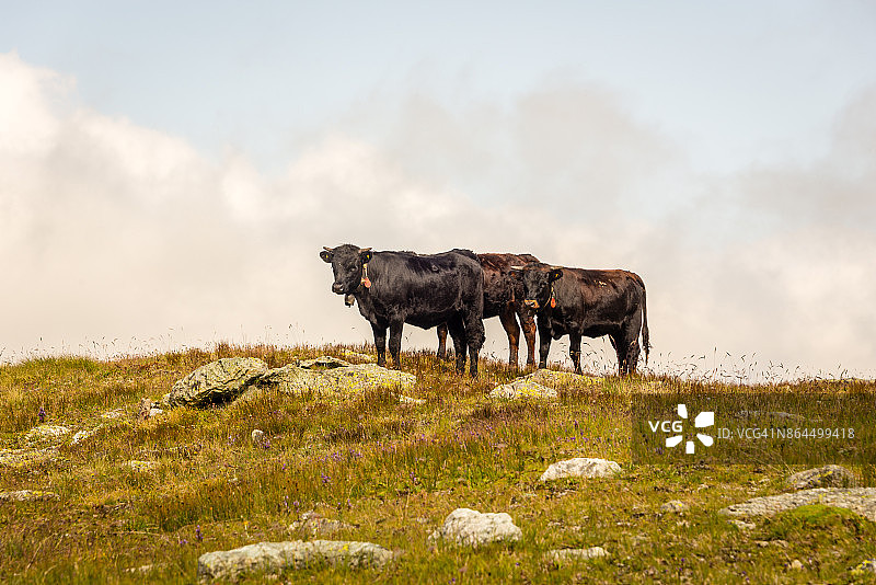 瑞士奶牛吃草图片素材