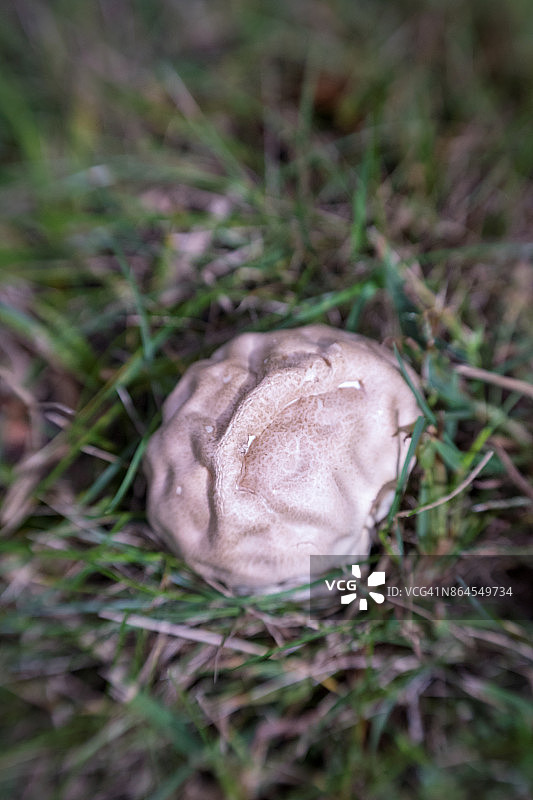 蘑菇脑图片素材