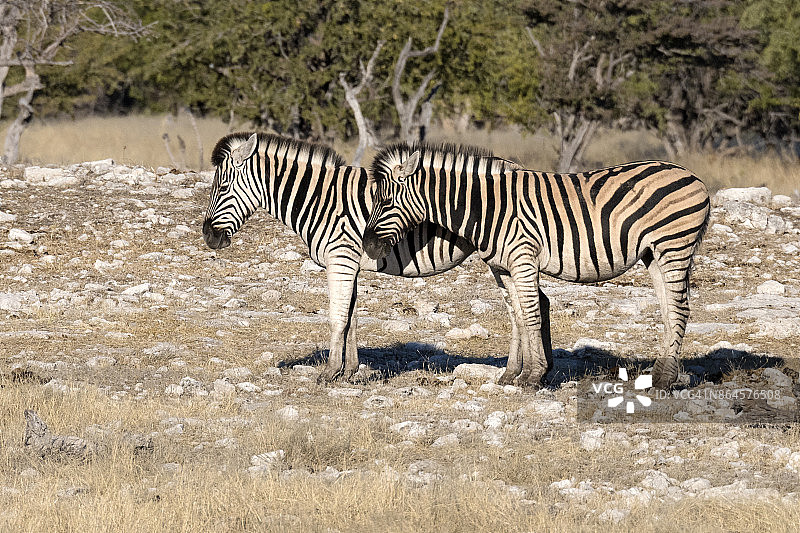 哈特曼山斑马图片素材