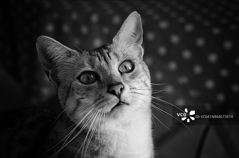 埃及猫图片素材