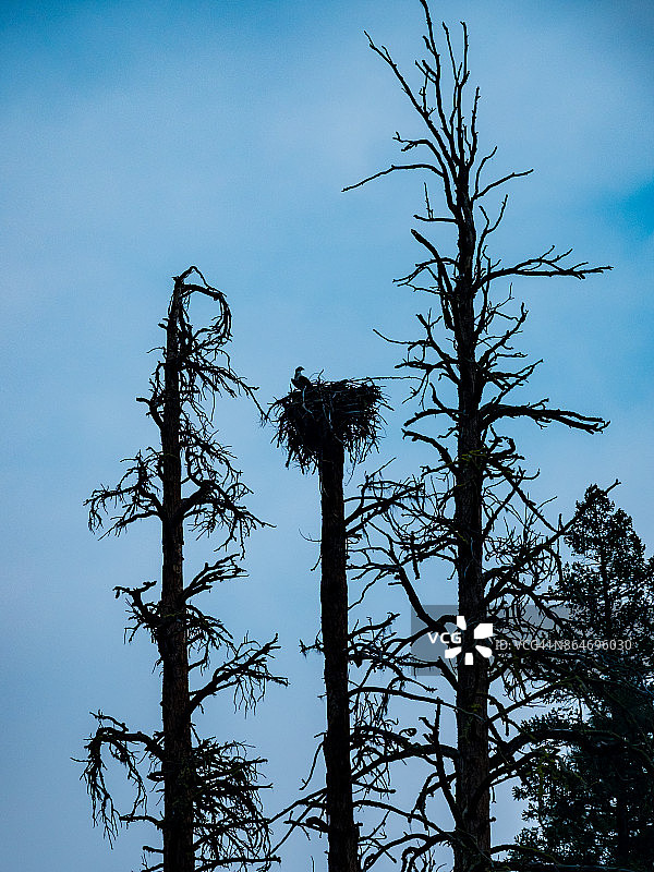 爱达荷州萨蒙河中岔图片素材