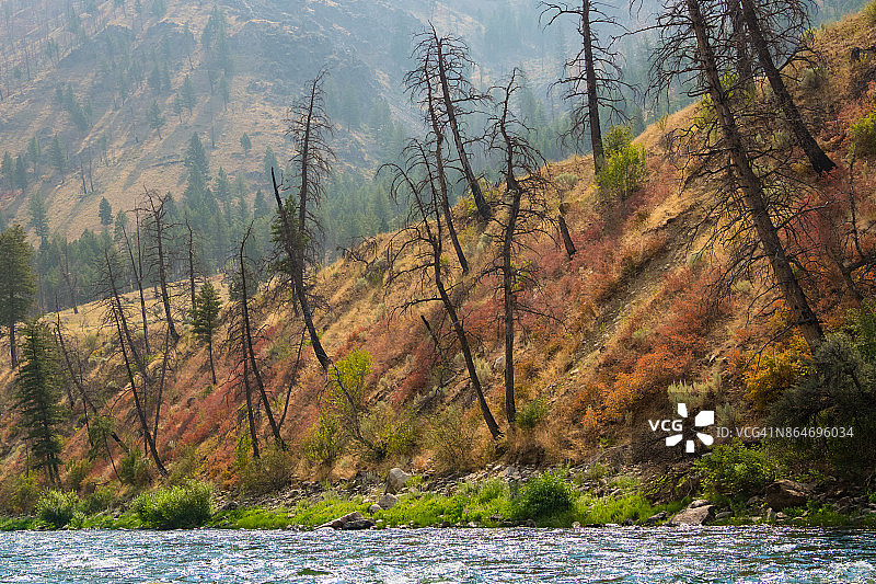 爱达荷州萨蒙河中岔图片素材
