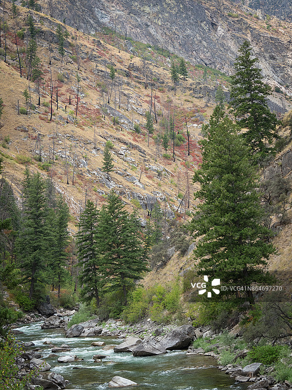 爱达荷州萨蒙河中岔图片素材