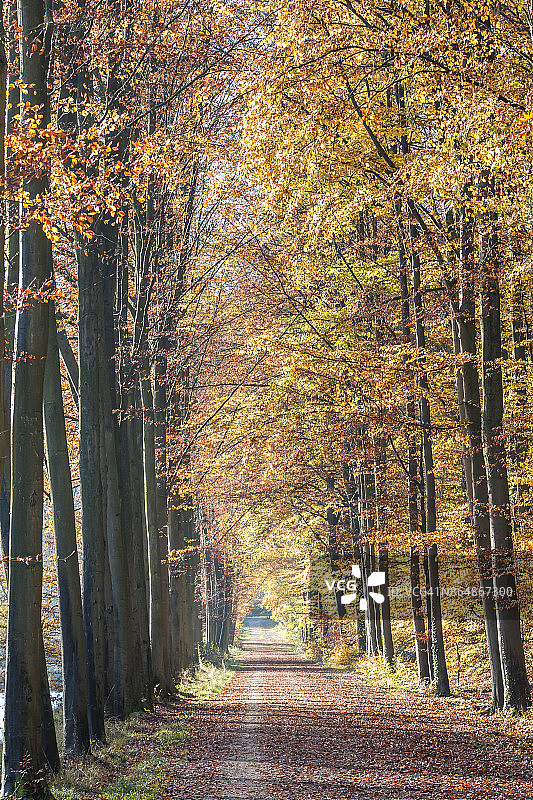 泰尔菲伦公园的林荫小路图片素材