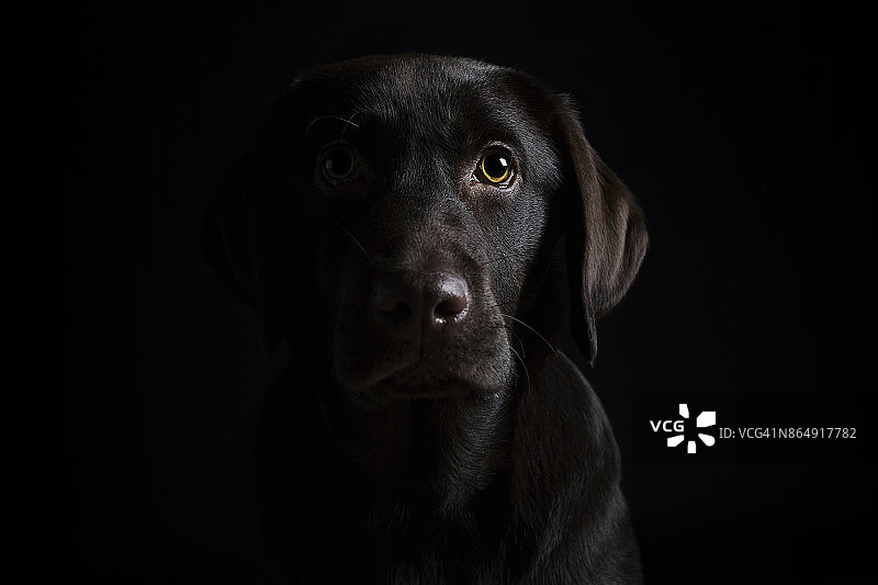 巧克力色拉布拉多幼犬的低调肖像图片素材