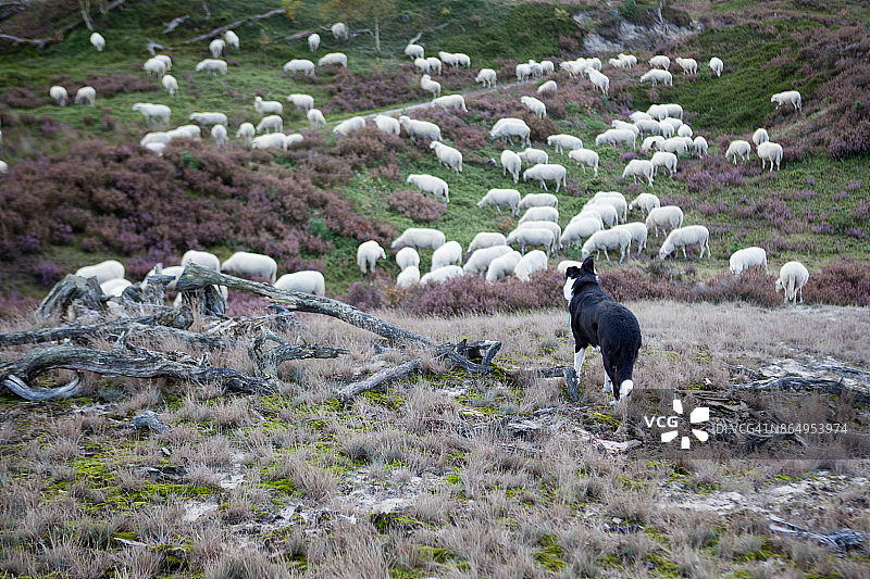 狗守护着畜群图片素材