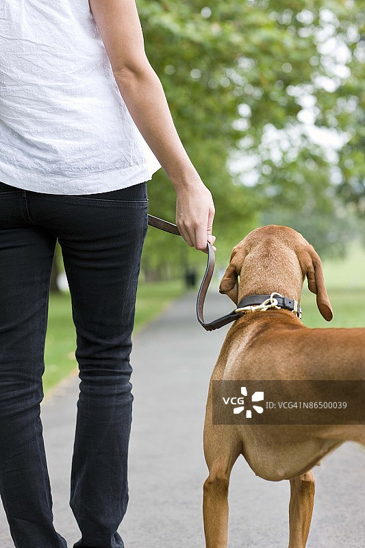 带着匈牙利维兹拉犬的人图片素材