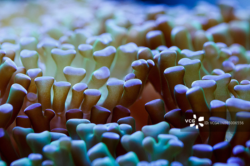 花和叶子图片素材