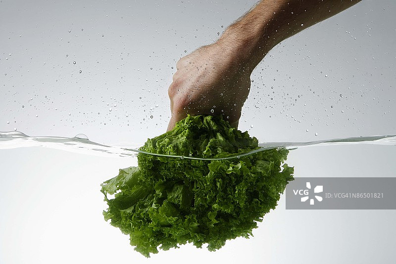 手工将生菜浸入水中图片素材
