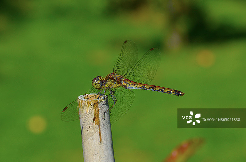 蜻蜓停留在树枝上图片素材