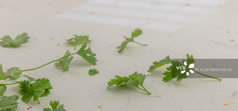 香菜图片素材