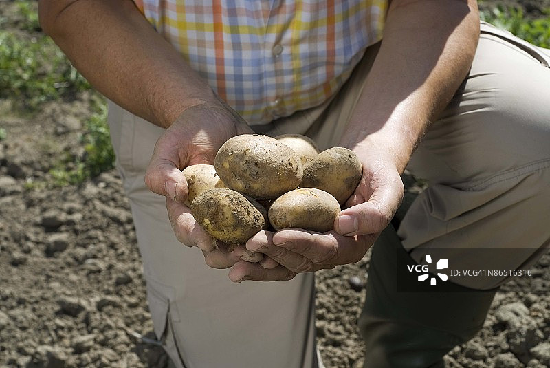 手持土豆的人图片素材
