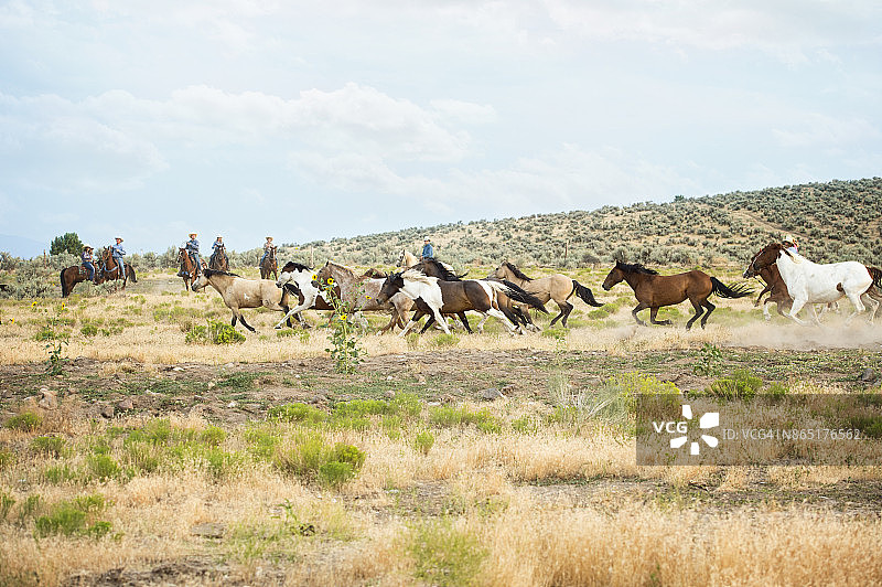 犹他州牧场牛仔和女牛仔围捕野马图片素材