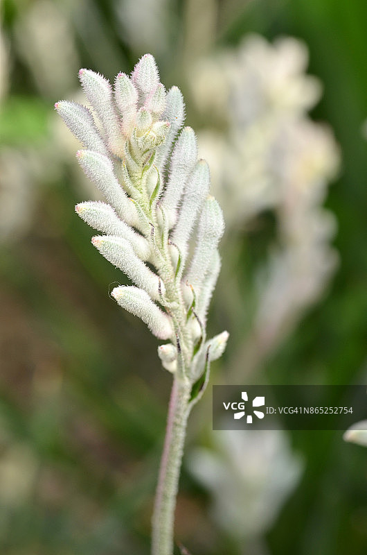 袋鼠爪植物特写图片素材
