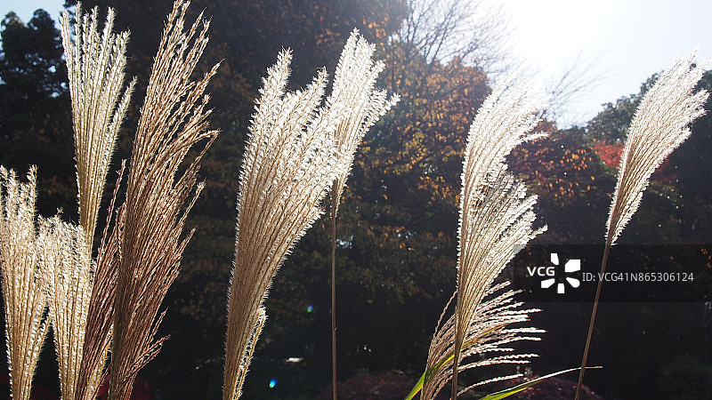 芒草，日本银草图片素材