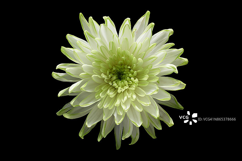 黑色背景上的绿色菊花图片素材