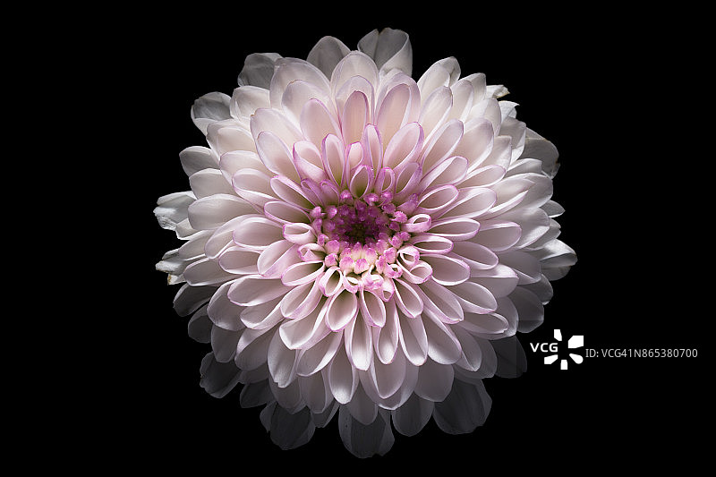 黑色背景上的粉色菊花图片素材