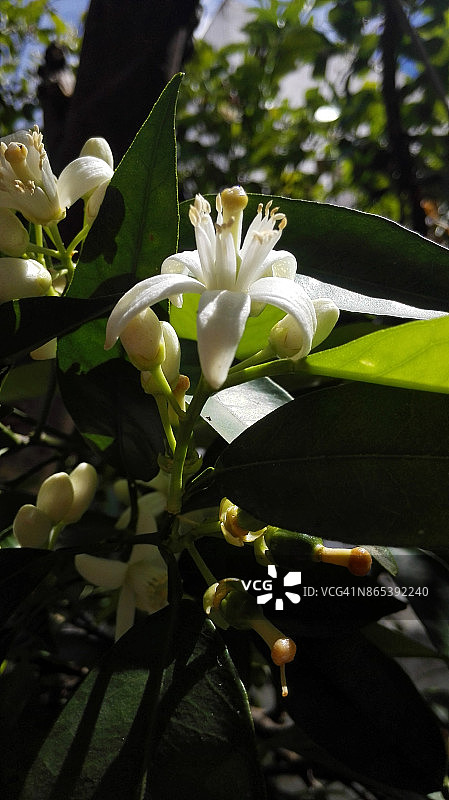 柠檬树花朵，西班牙安达卢西亚图片素材