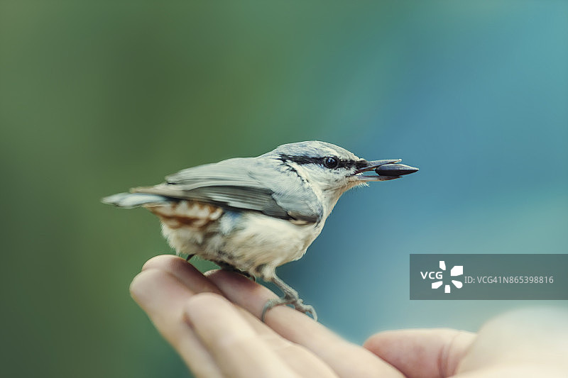 Nuthat鸟在人手上吃葵花籽图片素材