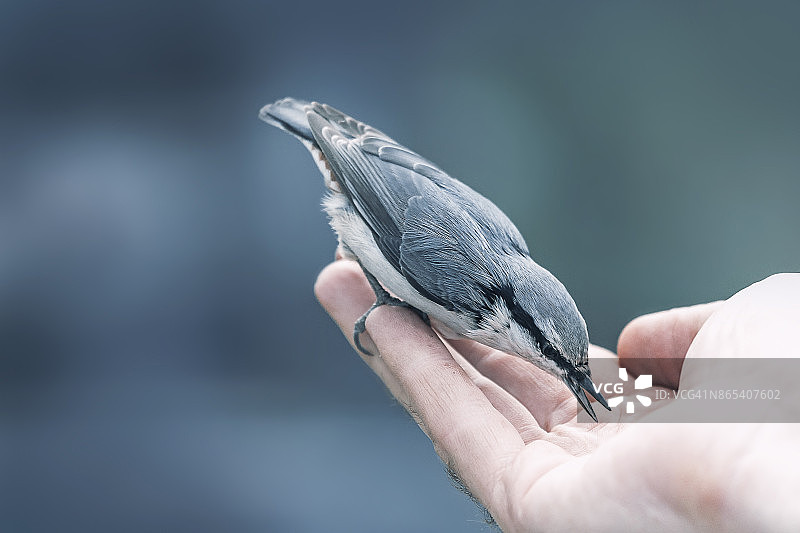 蓝色调背景下，啄木鸟停留在空的手上图片素材