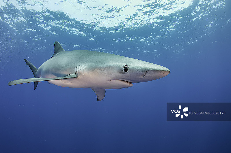 蓝色海水中游泳的鲨鱼，亚速尔群岛，葡萄牙图片素材