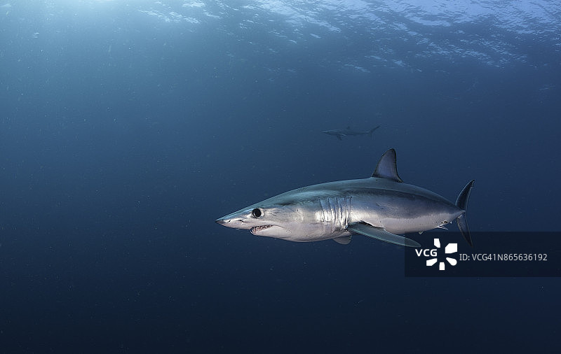 南非西开普省附近海域的短鳍鲭鲨图片素材
