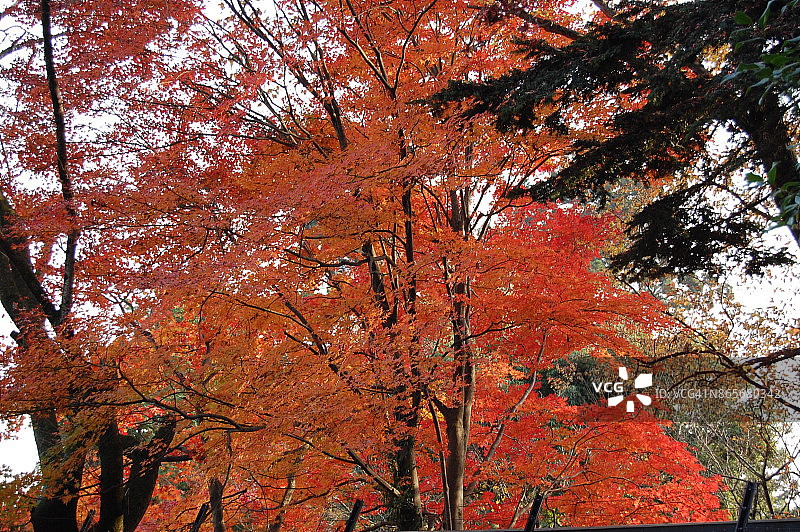 秋天在日本图片素材