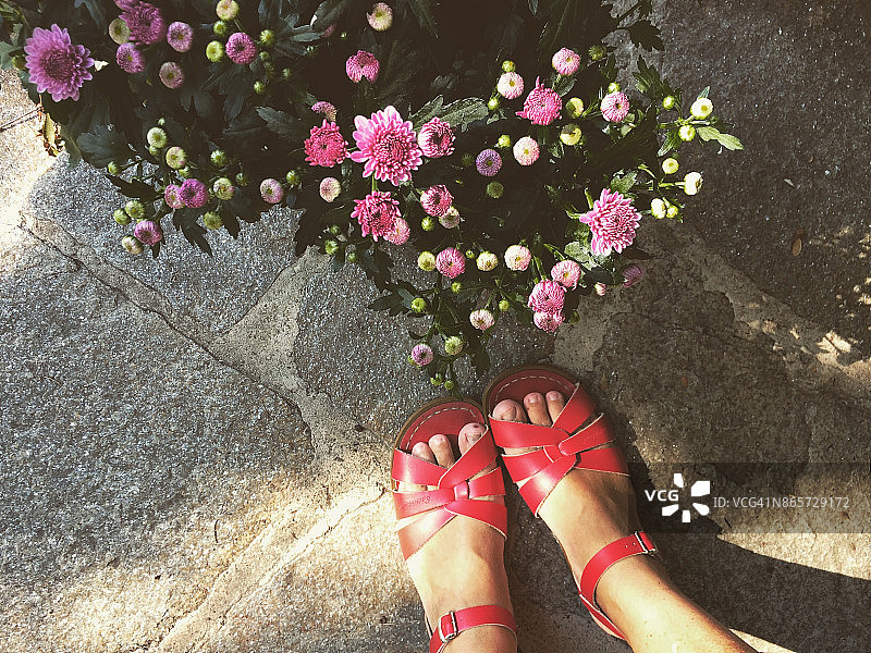 紫色菊花和红色凉鞋图片素材