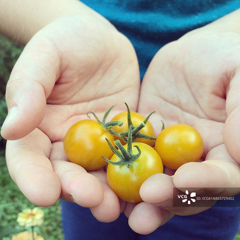 采摘的番茄图片素材