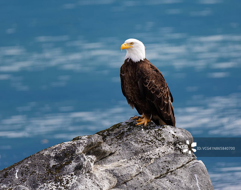 姿态自信的鹰图片素材