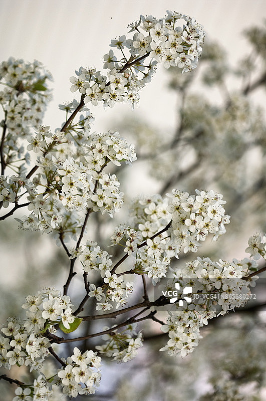 布拉德福梨花图片素材