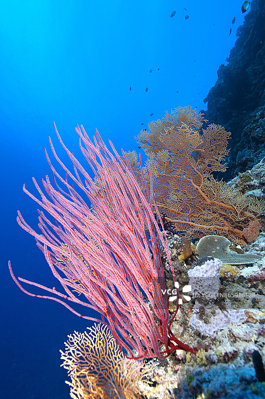 红色鞭珊瑚图片素材
