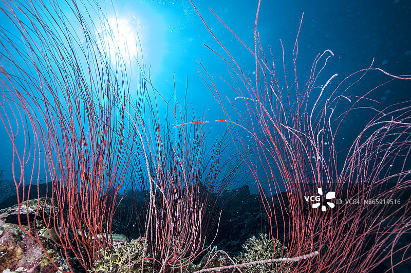 红色鞭珊瑚图片素材