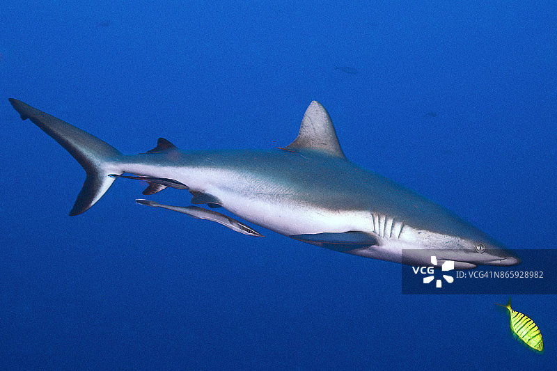 灰色的礁鲨与领航鱼图片素材