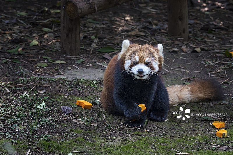 红熊猫图片素材